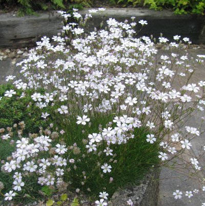 Gypsophila tenuifolia 